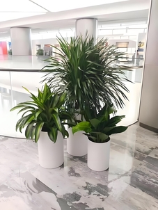 宁波北仑花卉出租服务好